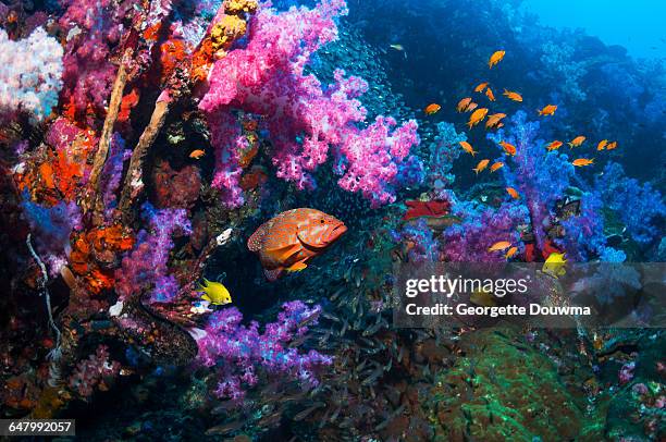 coral reef scenery with grouper - coral hind stock pictures, royalty-free photos & images