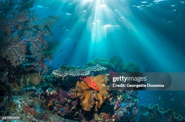 coral reef scenery with shafts of sunlight - coral hind stock pictures, royalty-free photos & images