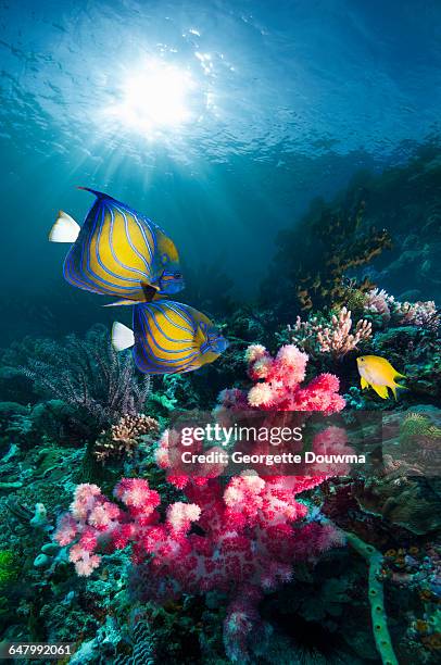 coral reef scenery with angelfish - euxiphipops navarchus fotografías e imágenes de stock