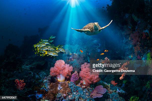 coral reef scenery with green turtle. - coral reef stockfoto's en -beelden
