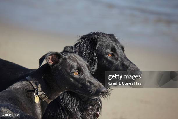 portrait of two black dogs on the beach. - tag 2 fotografías e imágenes de stock