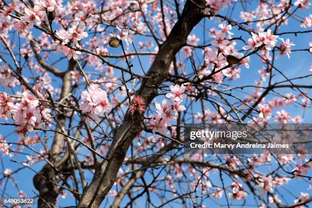 close-up of almond tree blossoms - almendro stock-fotos und bilder