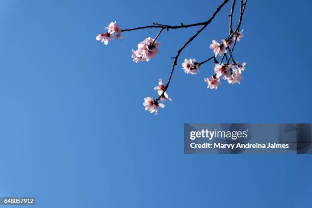 close-up of almond tree blossoms - jardín stockfoto's en -beelden
