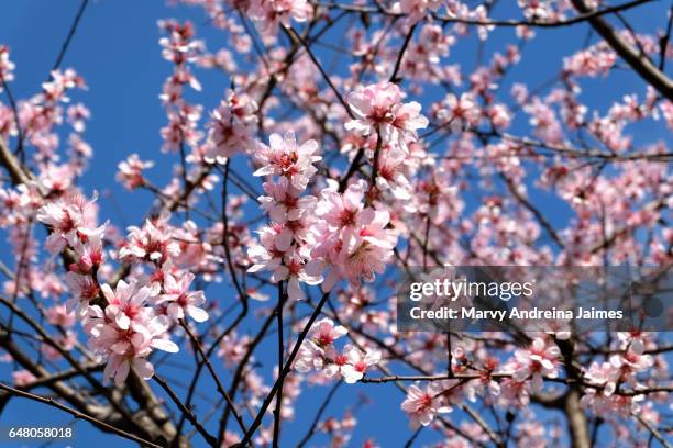 close-up of almond tree blossoms - almendro stock-fotos und bilder