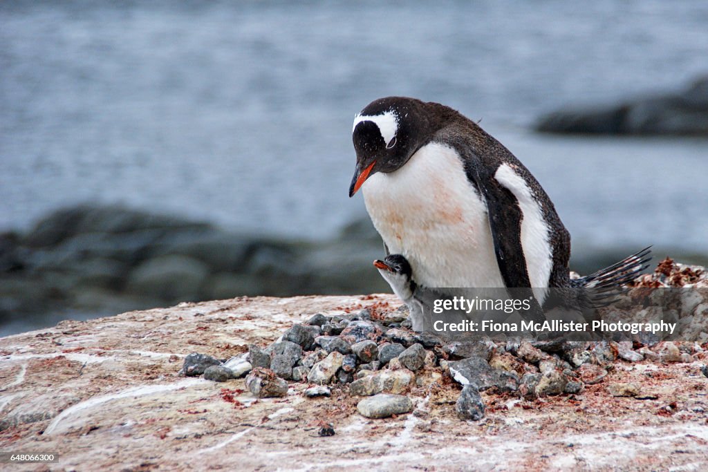 Gentoo Penguin Mother And Chick In Antarctica