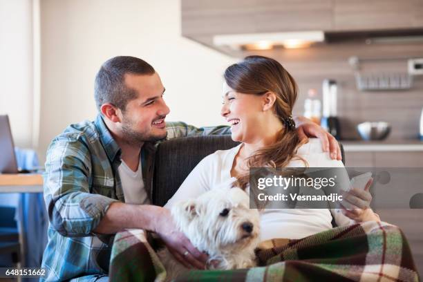 enjoying home - west highland white terrier imagens e fotografias de stock