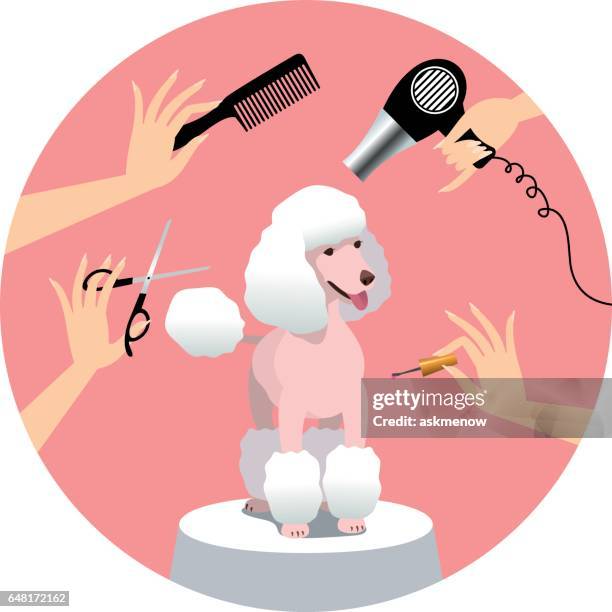 dog grooming - poodle vector stock illustrations