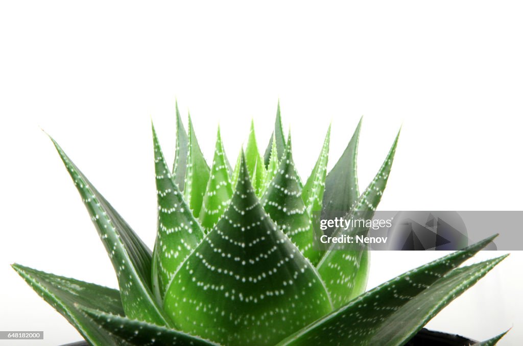 Aloe vera isolated on white background