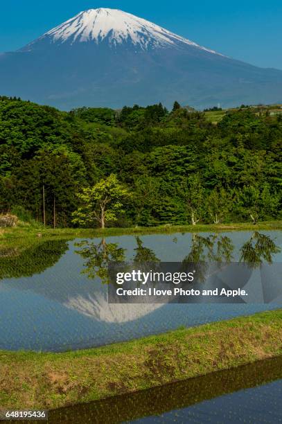 fuji spring scenery - 静岡県 stockfoto's en -beelden