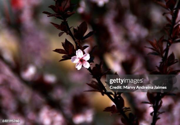 close-up of almond tree blossoms - florecer stock-fotos und bilder