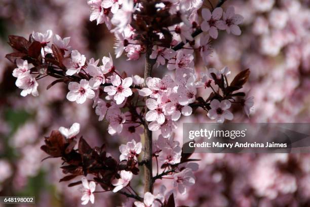 close-up of almond tree blossoms - jardín stockfoto's en -beelden