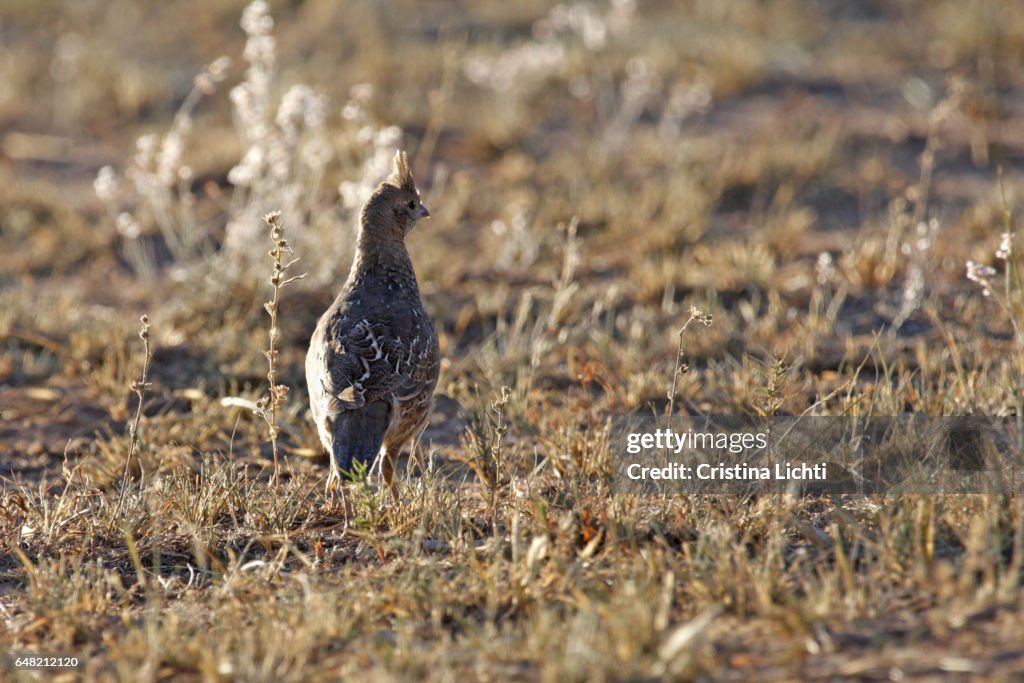 Blue scaled quail (Callipepla squamata)