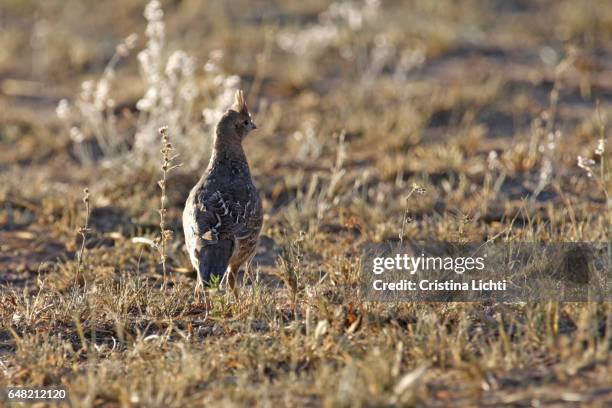blue scaled quail (callipepla squamata) - callipepla squamata stock pictures, royalty-free photos & images