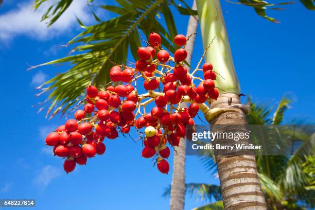 Mature Fruit Seed On Palm Tree In Hawaii High-Res Stock Photo