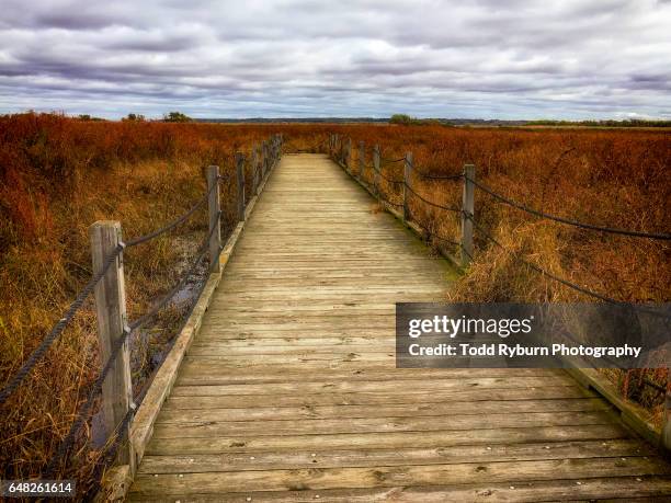 boardwalk - gloomy swamp stock pictures, royalty-free photos & images