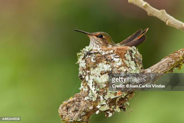 scintillant hummingbird (selasphorus scintilla) - animal nest stock pictures, royalty-free photos & images