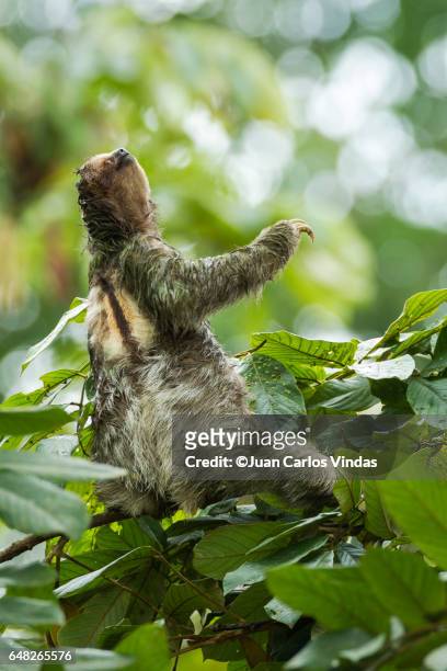 three-toed sloth (bradypus variegatus) on cecropia tree - three toed sloth stock-fotos und bilder