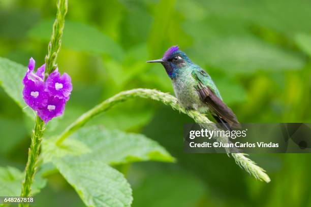 violet-headed hummingbird - violet headed hummingbird stock pictures, royalty-free photos & images