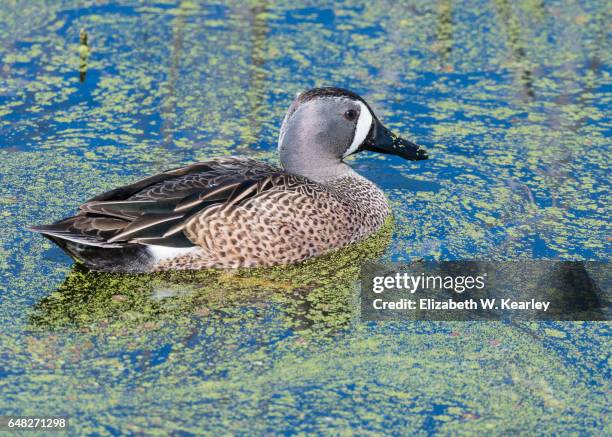 blue-winged teal duck - blue winged teal stock pictures, royalty-free photos & images