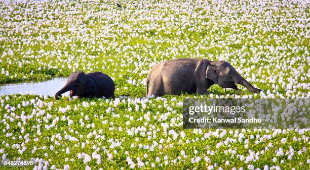 a young elephant calf playing with his mother in a water lake - yala stock pictures, royalty-free photos & images