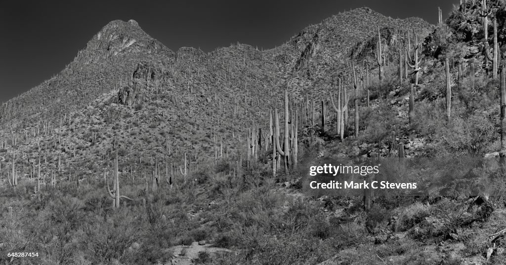 Morning Views of the Tucson Mountains (Black & White)