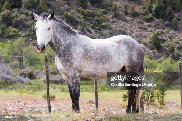 gray white horse - grautier pferdeartige stock-fotos und bilder