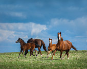 Herd of horses walks in field. Two mares with foals on pasture.