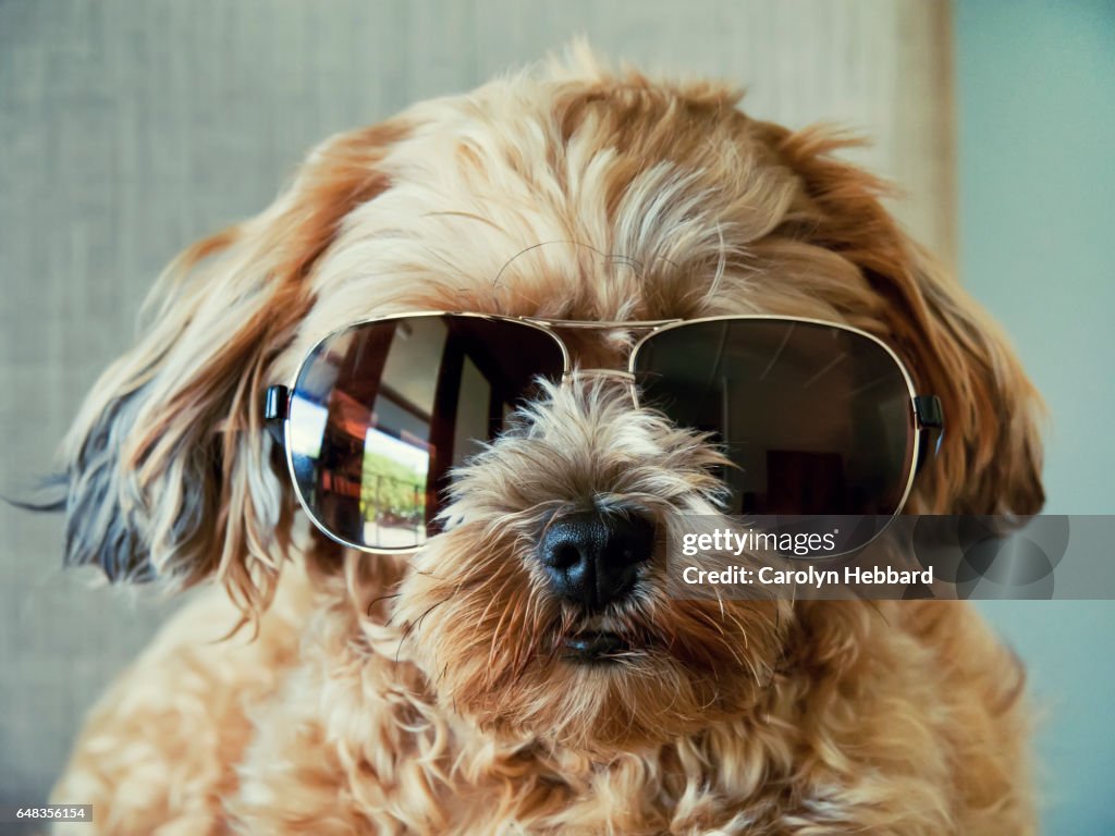 Fluffy Cute Dog Wearing Sunglasses