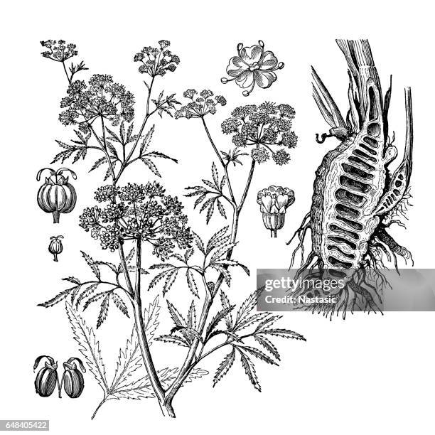 parsnip, coriander, hartwort, hemlock (cicuta virosa) - coriander stock illustrations