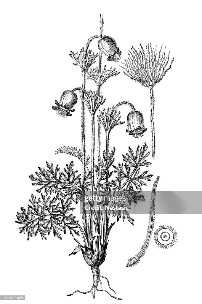 Pulsatilla pratensis (small pasque flower)