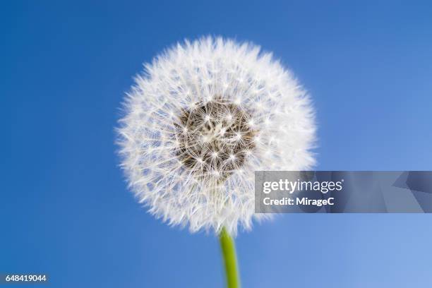 dandelion against clear blue sky - dandelion stock pictures, royalty-free photos & images