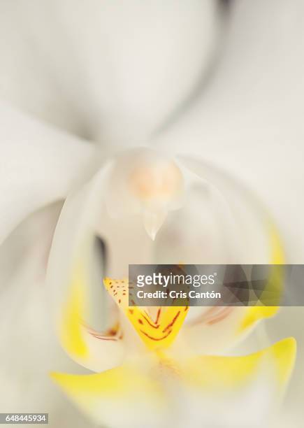 white orchid close up - phalaenopsis stock-fotos und bilder