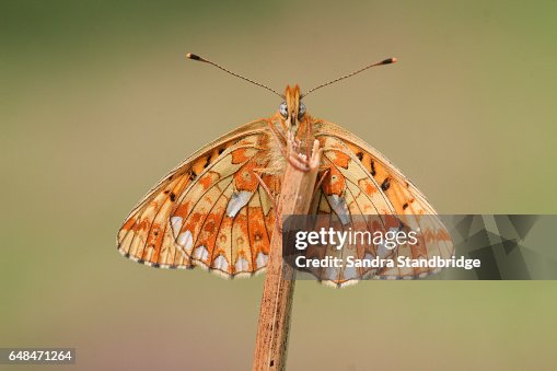 The underside of a rare Pearl-bordered Fritillary Butterfly (Boloria euphrosyne) perched on a stick with its wings open.