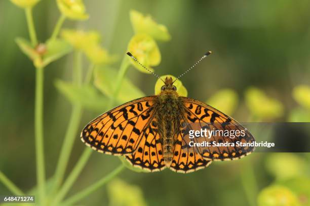 a beautiful small pearl-bordered fritillary butterfly (boloria selene) perched on a flower with its wings open. - parelmoervlinder stockfoto's en -beelden