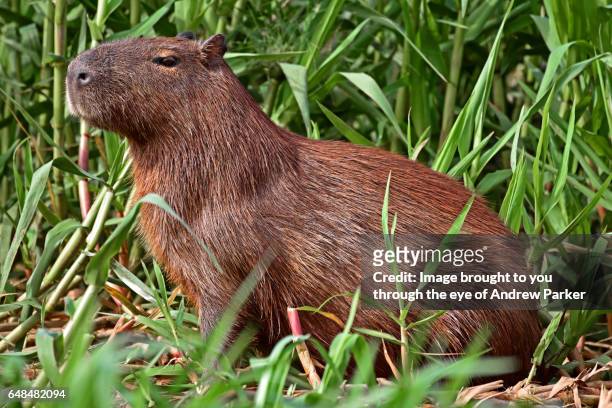 pantanal capybara - capybara 個照片及圖片檔