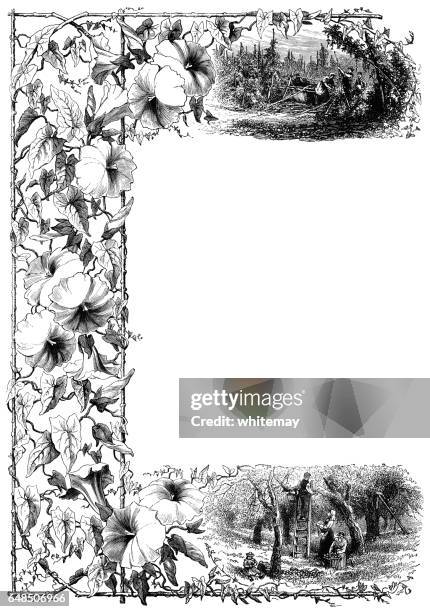 convolvulus border - vintage engraving - picking herbs stock illustrations