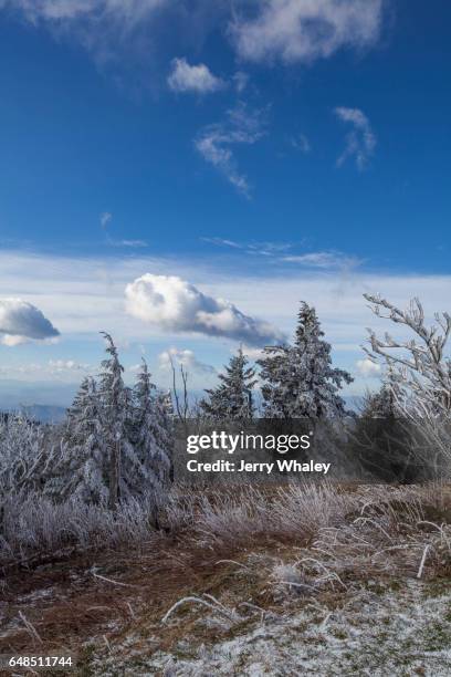 hoarfrost on trees, clingmans dome, great smoky mountains np - clingman's dome stock-fotos und bilder