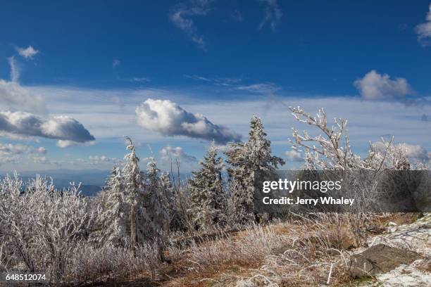 hoarfrost on trees, clingmans dome, great smoky mountains np - clingman's dome stock-fotos und bilder