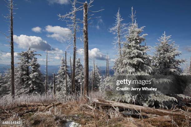 hoarfrost on trees, clingmans dome, great smoky mountains np - clingman's dome 個照片及圖片檔