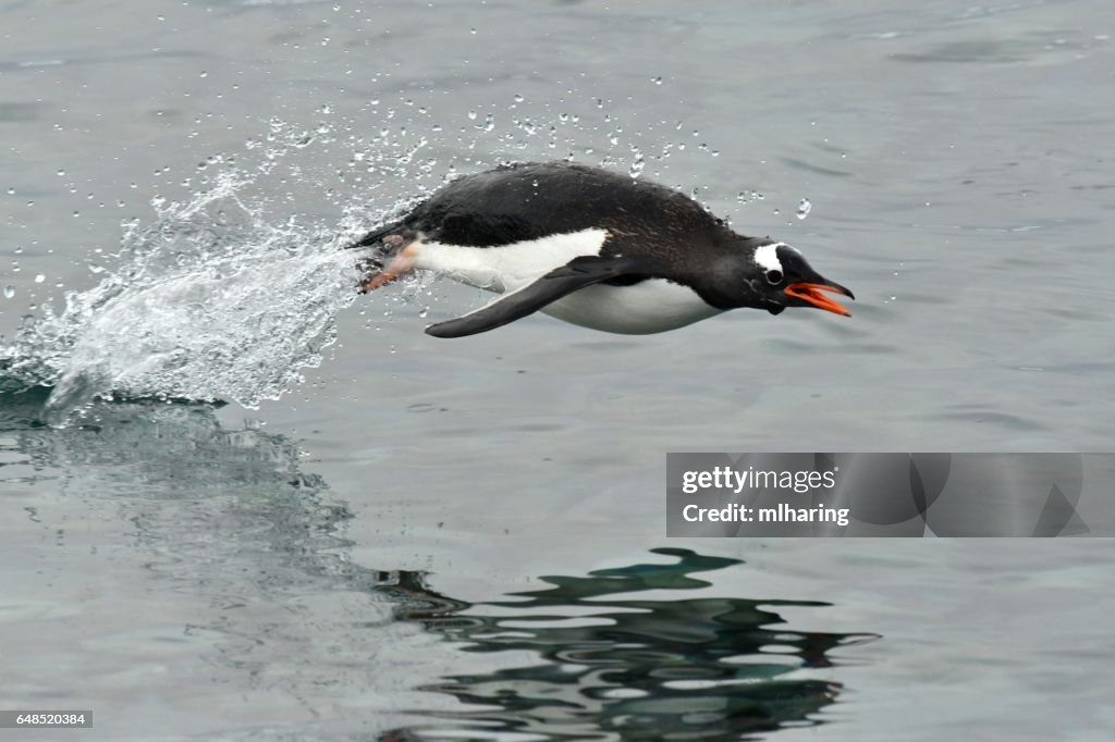 Gentoo Penguin