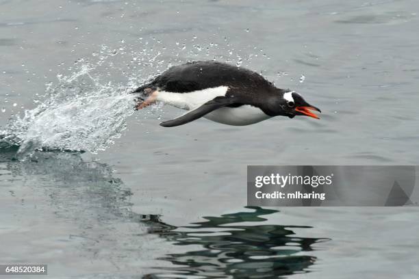 gentoo penguin - south shetland islands stock pictures, royalty-free photos & images