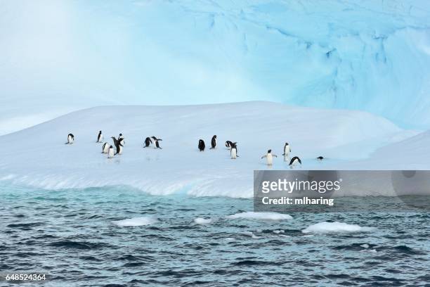 巴布亞企鵝 - south shetland islands 個照片及圖片檔