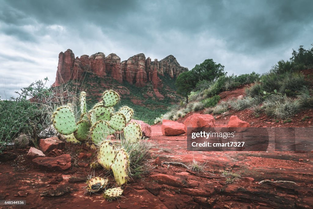 The Sedona Desert