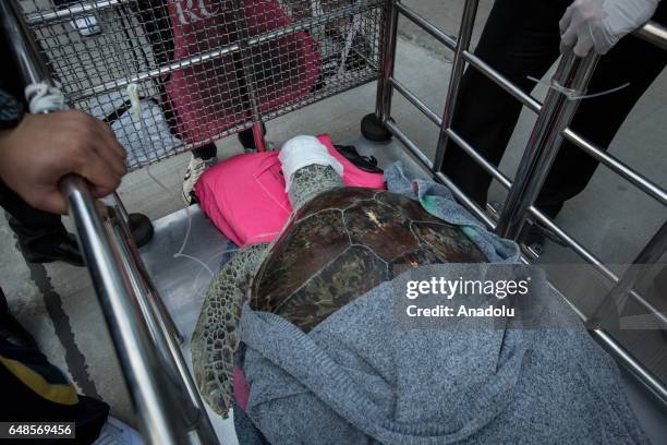 Veterinarian Nantarika Chansue and her team from the Veterinary Hospital of Chulalongkorn carry the Sea Turtle named 'bank' from the surgery building...