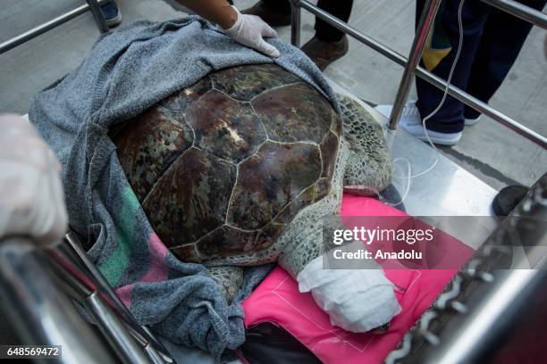 Veterinarian Nantarika Chansue and her team from the Veterinary Hospital of Chulalongkorn carry the Sea Turtle named 'bank' from the surgery building...