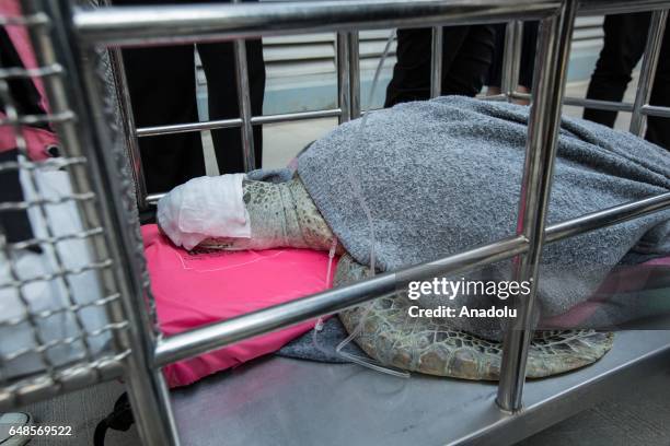 Veterinarian Nantarika Chansue and her team from the Veterinary Hospital of Chulalongkorn carry the Sea Turtle named 'bank' from the surgery building...