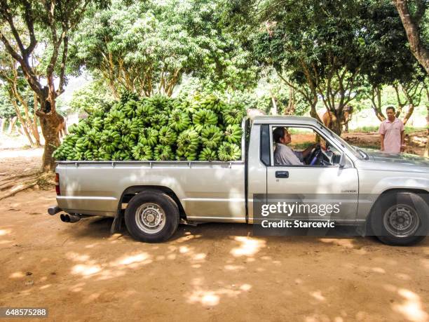 farmers harvest bananas at the plantation in thailand - banana plantation stock pictures, royalty-free photos & images