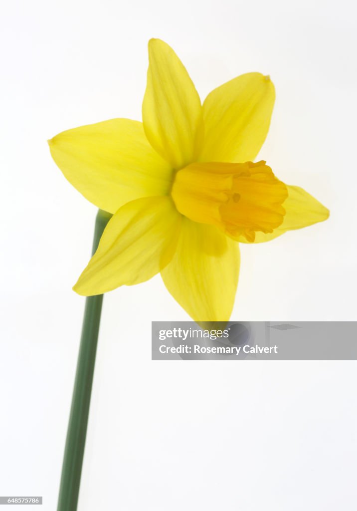 Beautiful yellow Tete-a-Tete daffodil on a white background.