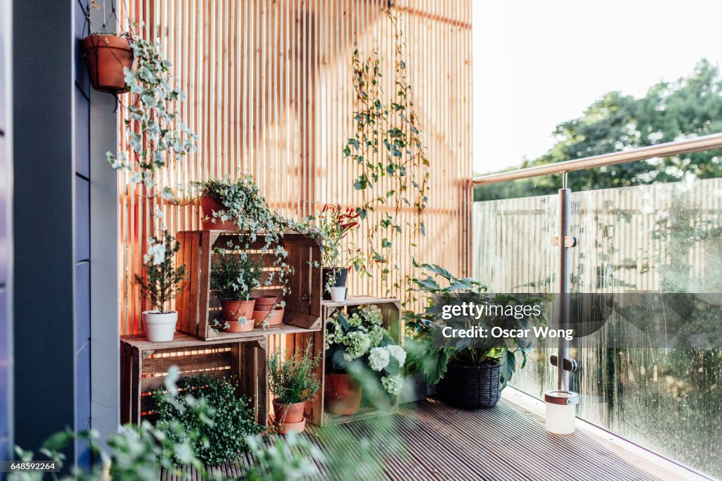 Outdoor plants in balcony