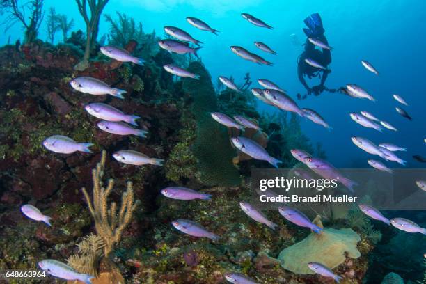 creole wrasse - creole wrasse stock pictures, royalty-free photos & images